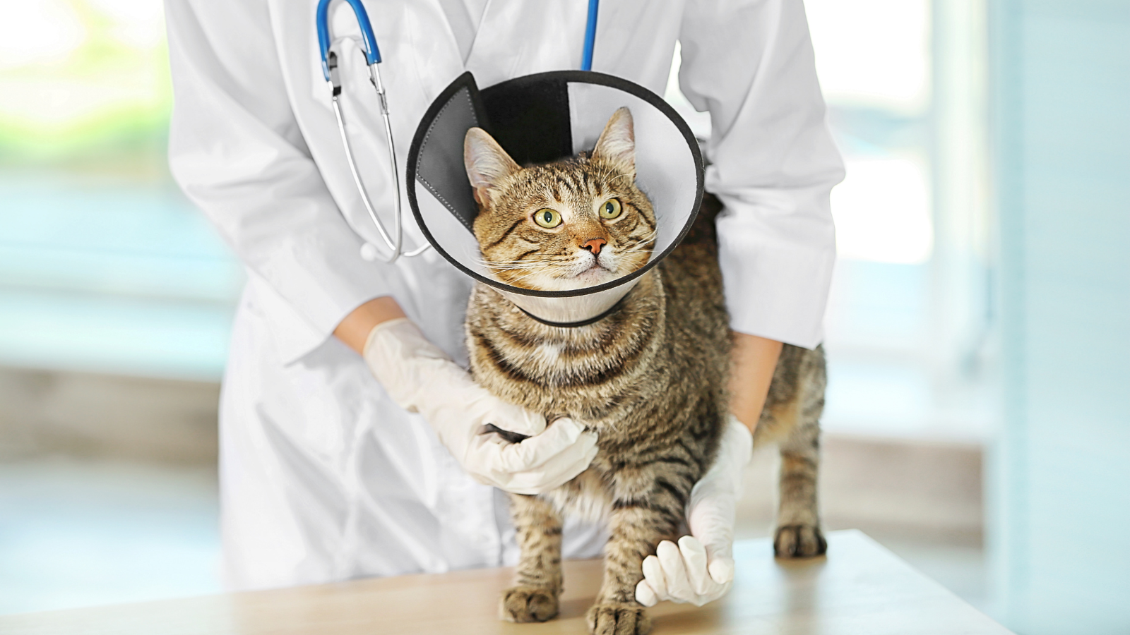World Spay Day Success Toronto Humane Society Achieves Over 1150