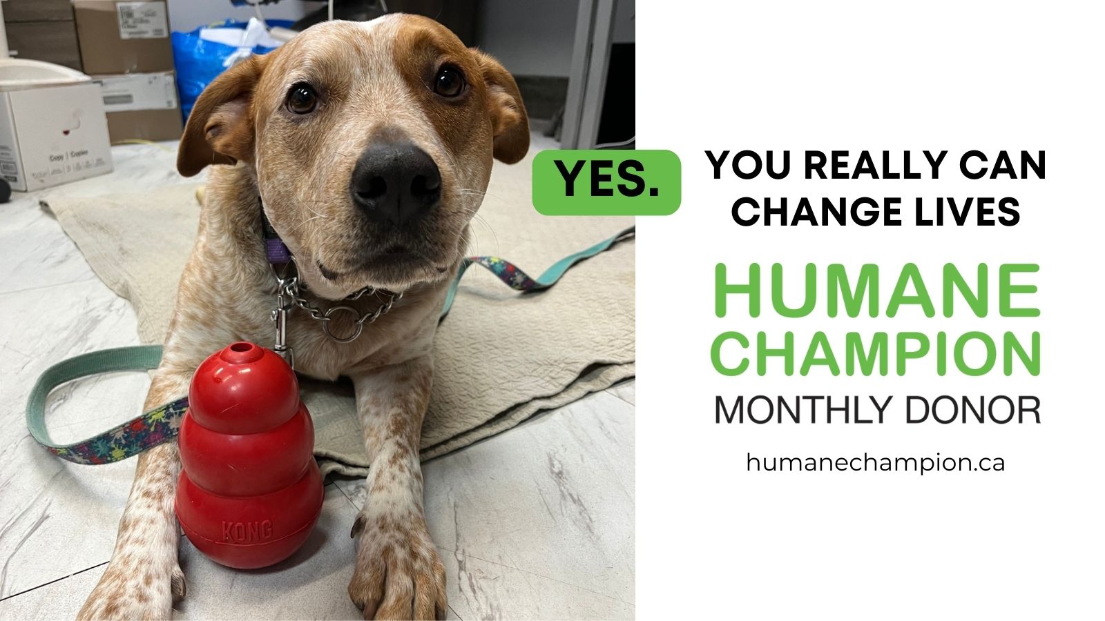 A successful story from our Humane Champion program