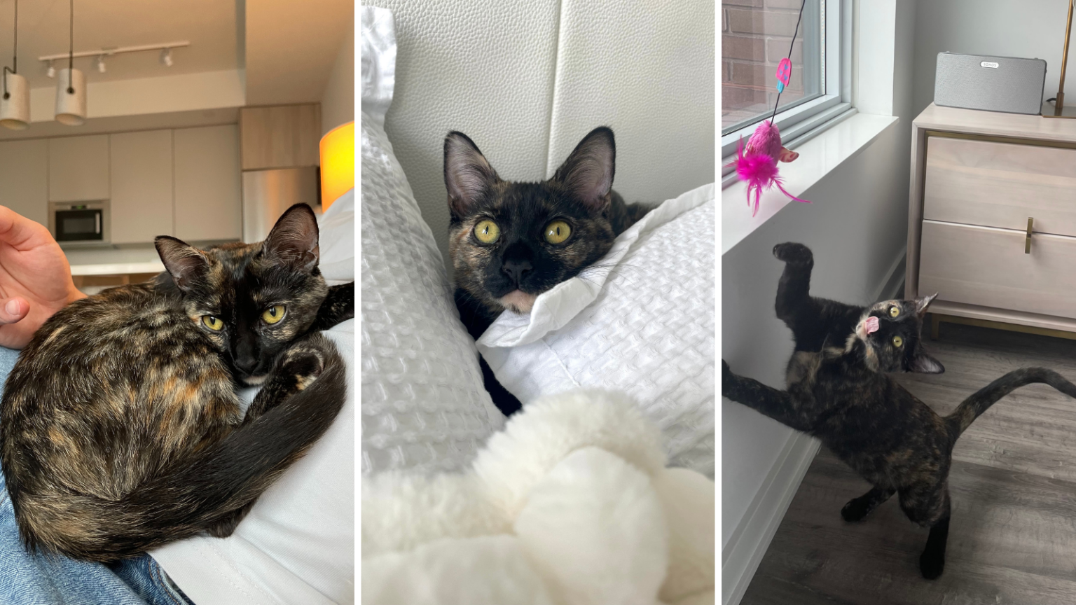 Sibby - Toronto Humane Society