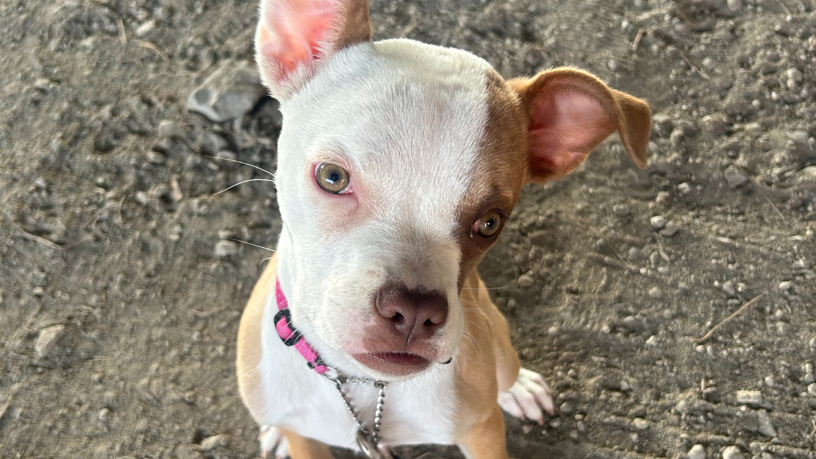 Toronto humane society dogs hotsell