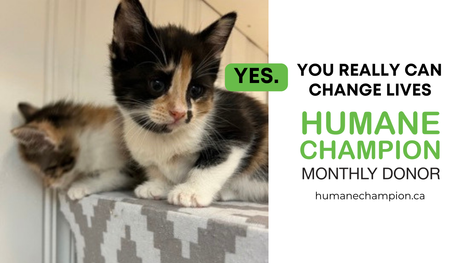 A successful story from our Humane Champion program