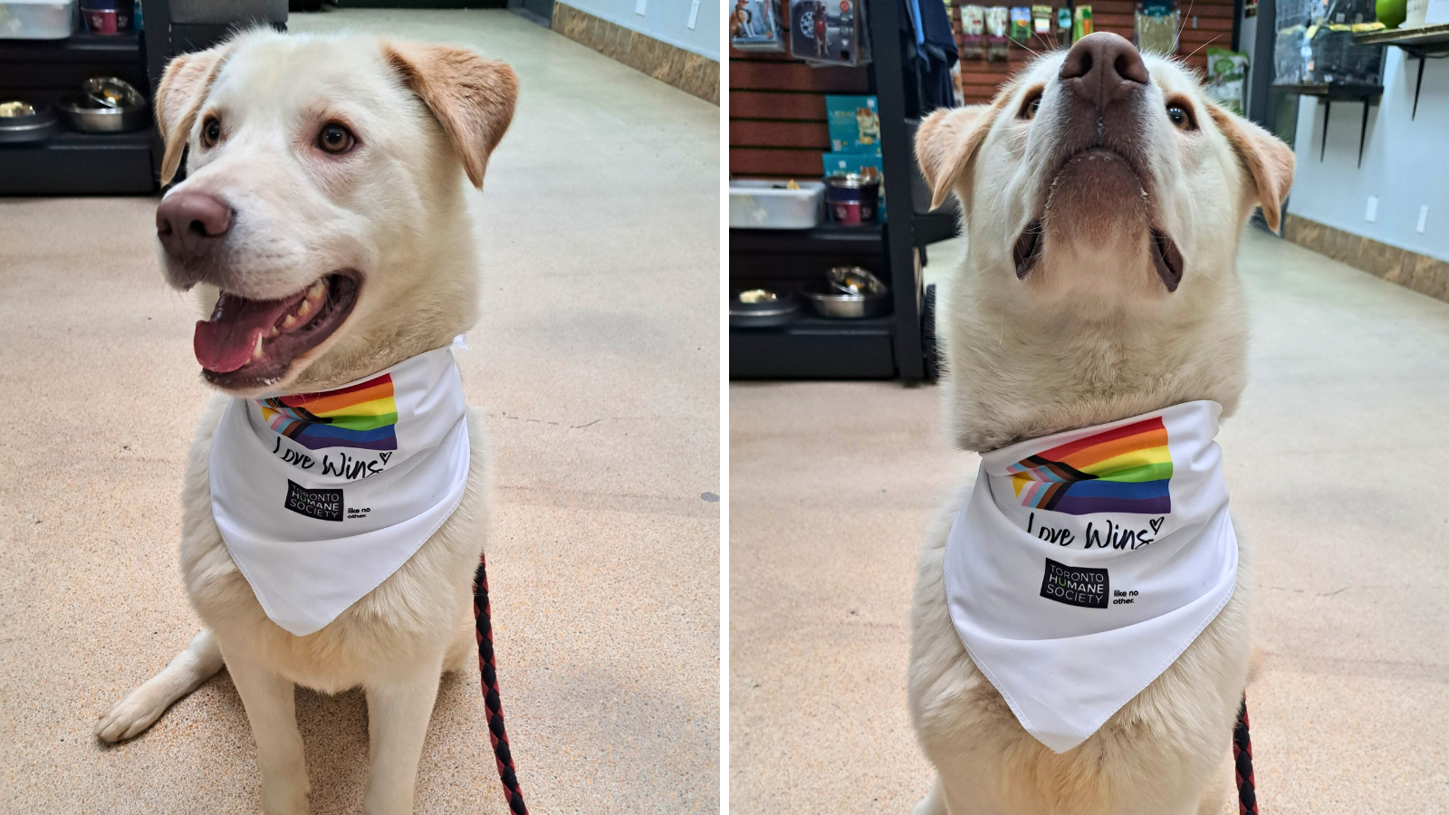 10 Tips to Keep Your Pets Safe During the Pride Parade and Celebrations Toronto Humane Society