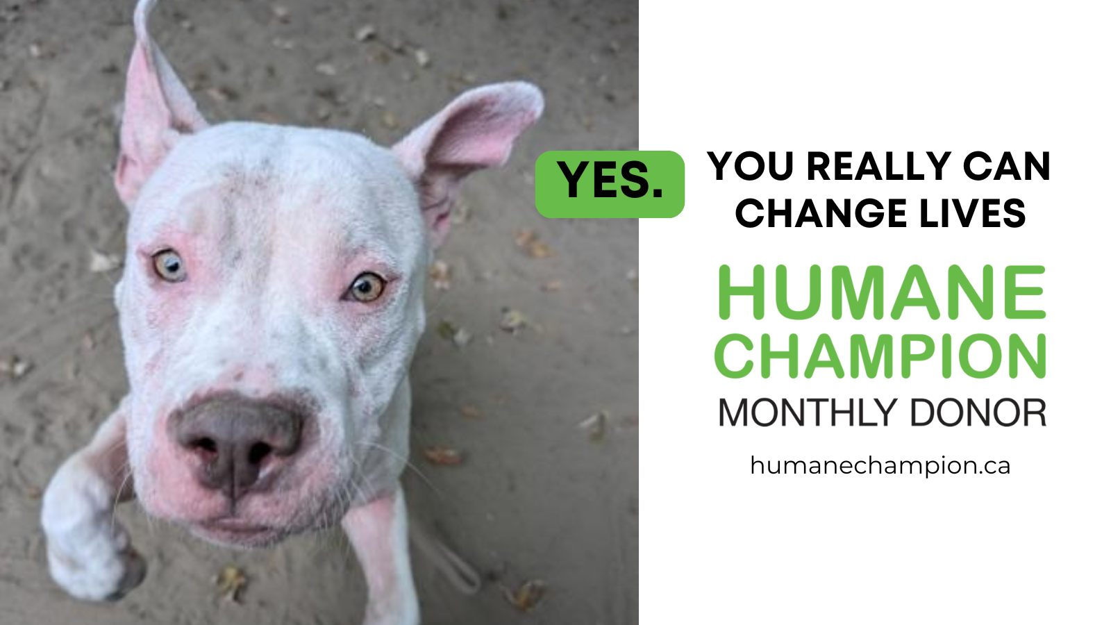 A successful story from our Humane Champion program
