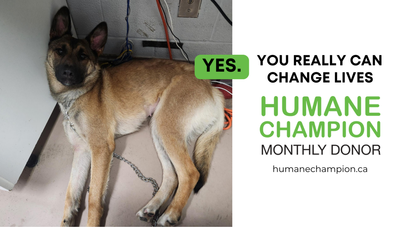 Snowpea Toronto Humane Society