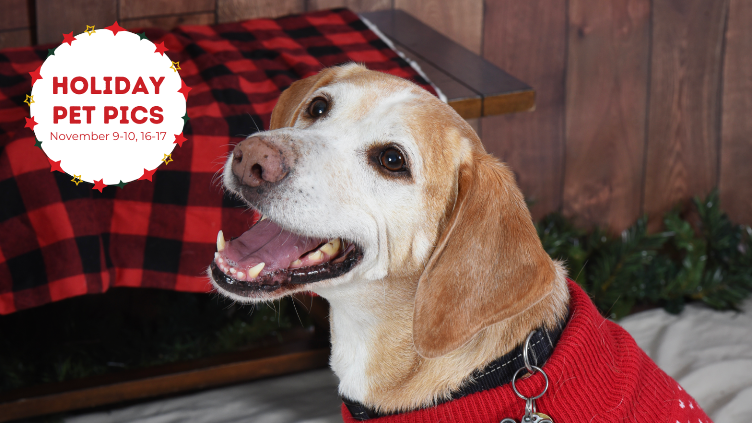 Celebrate Halloween Safely With Your Pets Toronto Humane Society