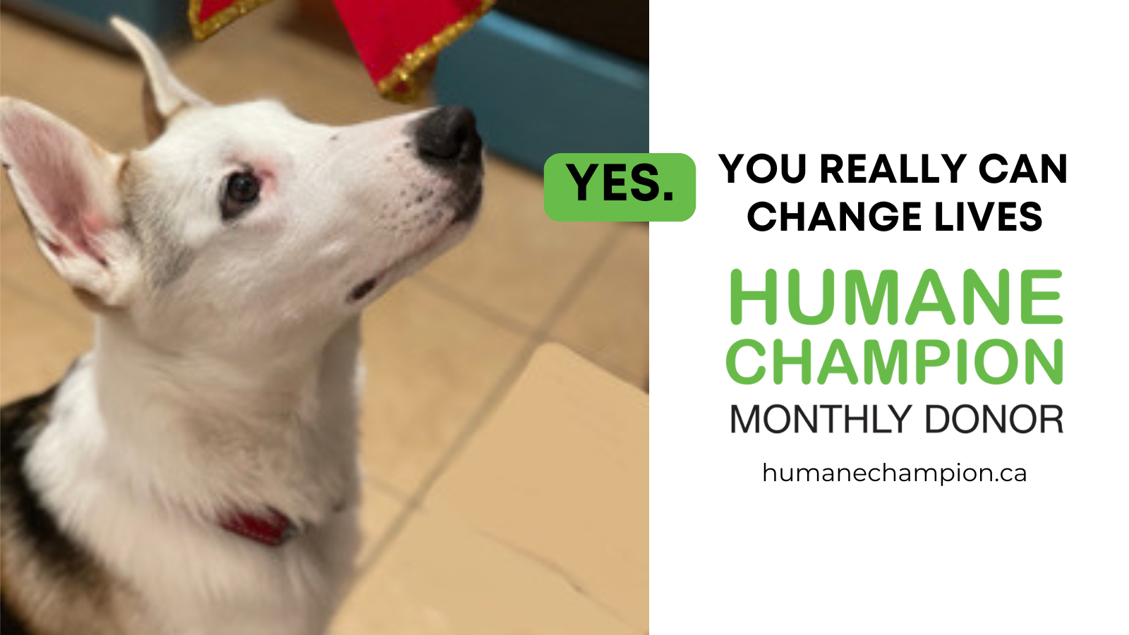 A successful story from our Humane Champion program