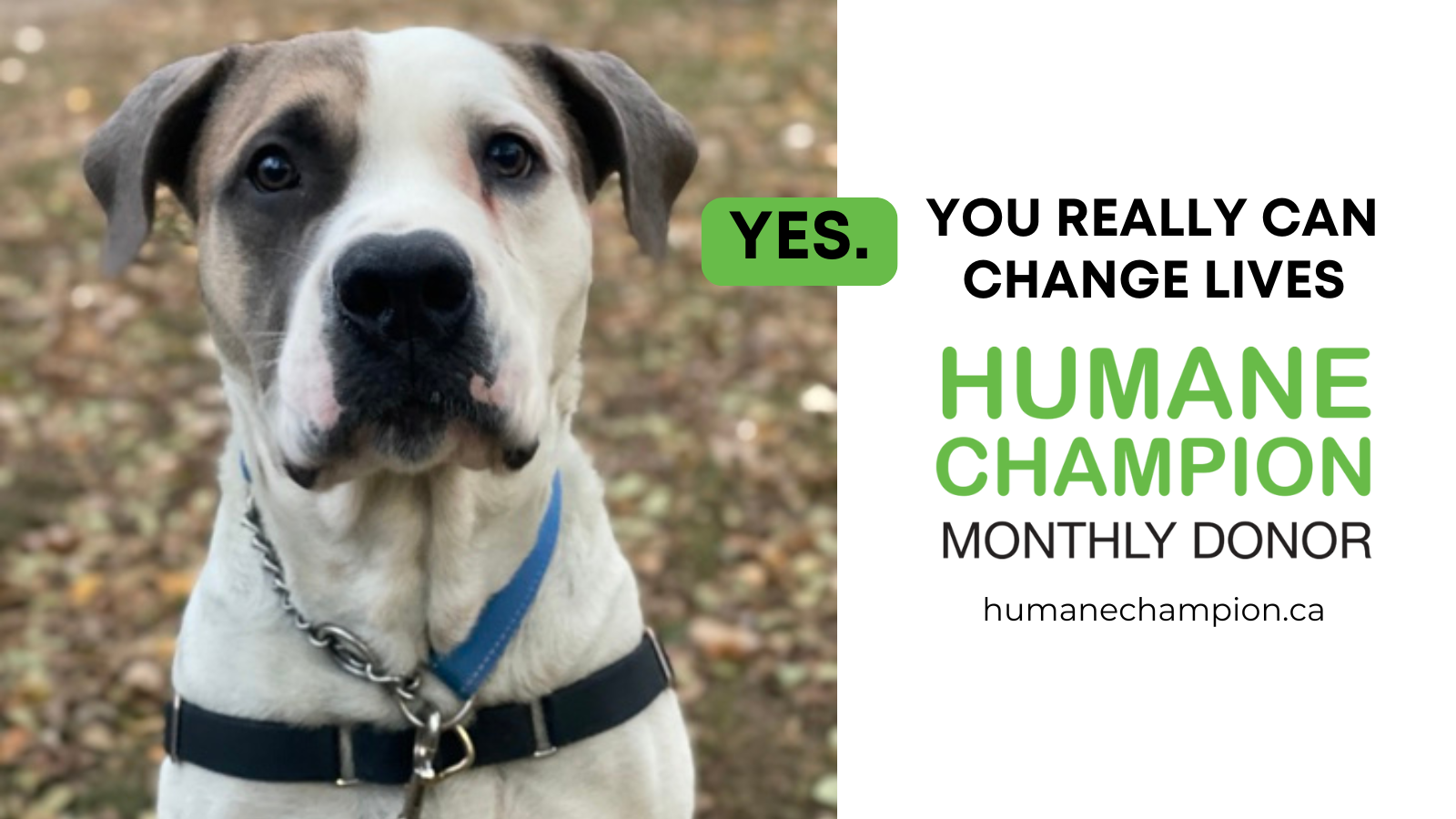 A successful story from our Humane Champion program