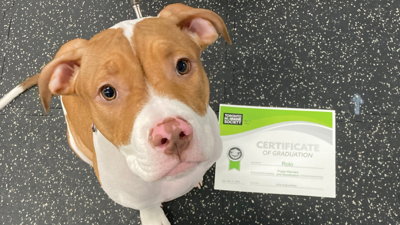 Why Dog Training Matters Toronto Humane Society