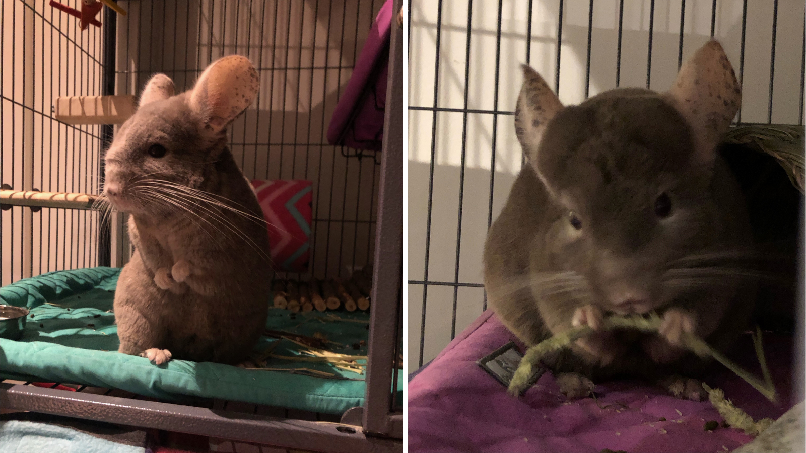Adoption Story from Toronto Humane Society