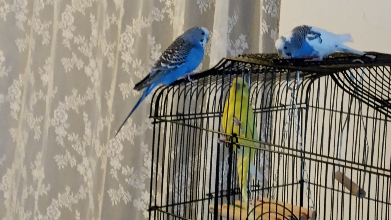 Adoption Story from Toronto Humane Society
