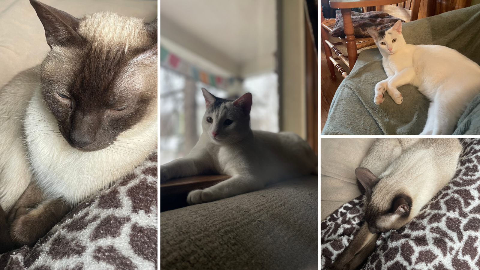 Adoption Story from Toronto Humane Society