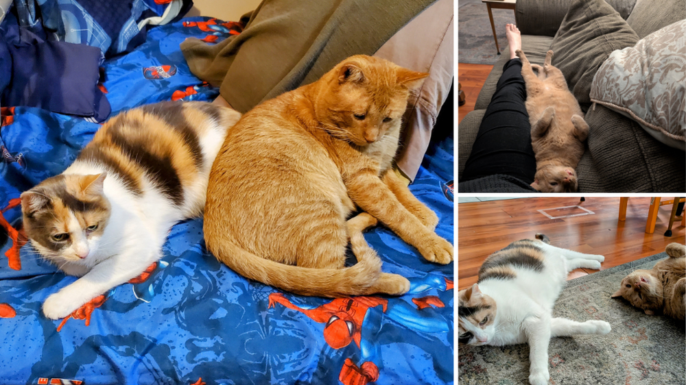 Cat, Henry adopted from Toronto Humane Society