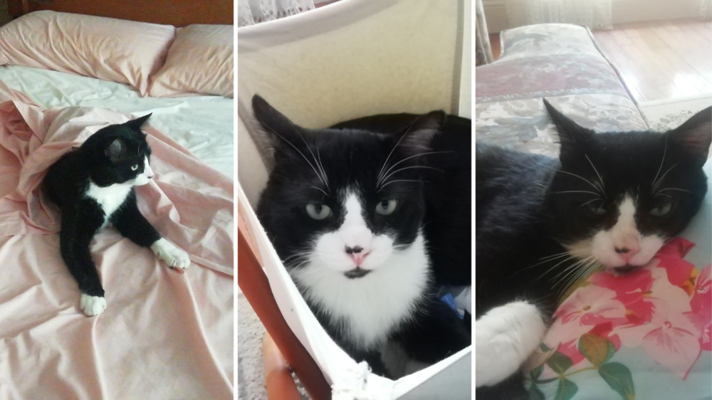 Sir Cuddlesalot, cat adopted from Toronto Humane Society