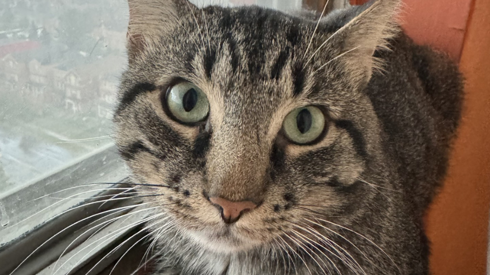 Cat, Victor adopted from Toronto Humane Society