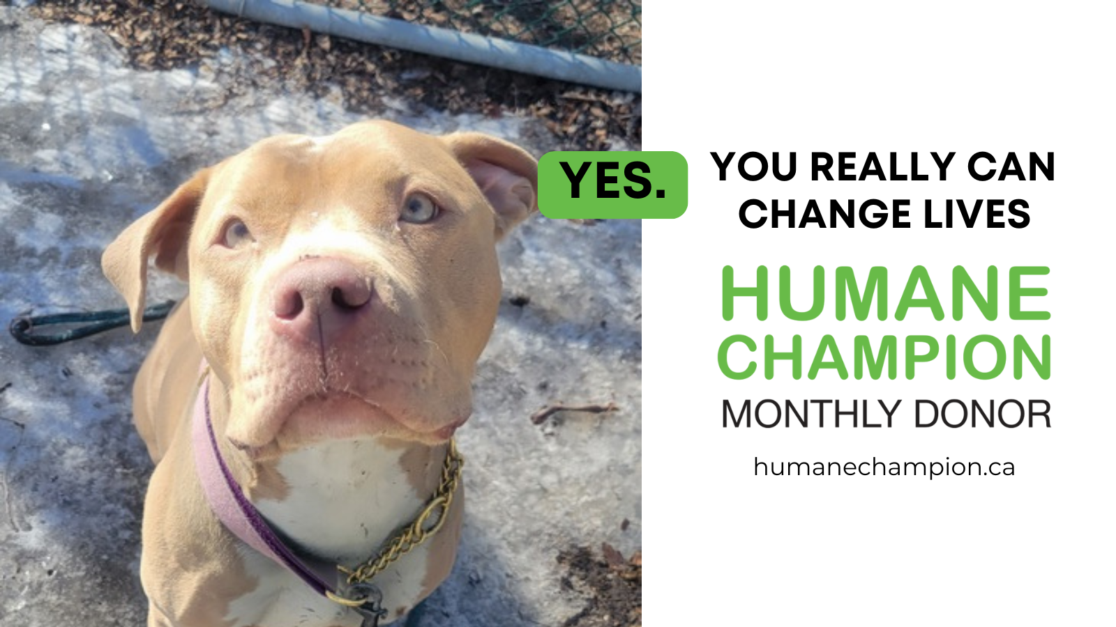 Dor Darci our Humane Champion Story