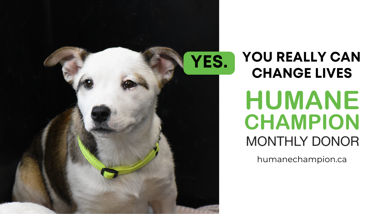 Dog Biz Markie our Humane Champion Story