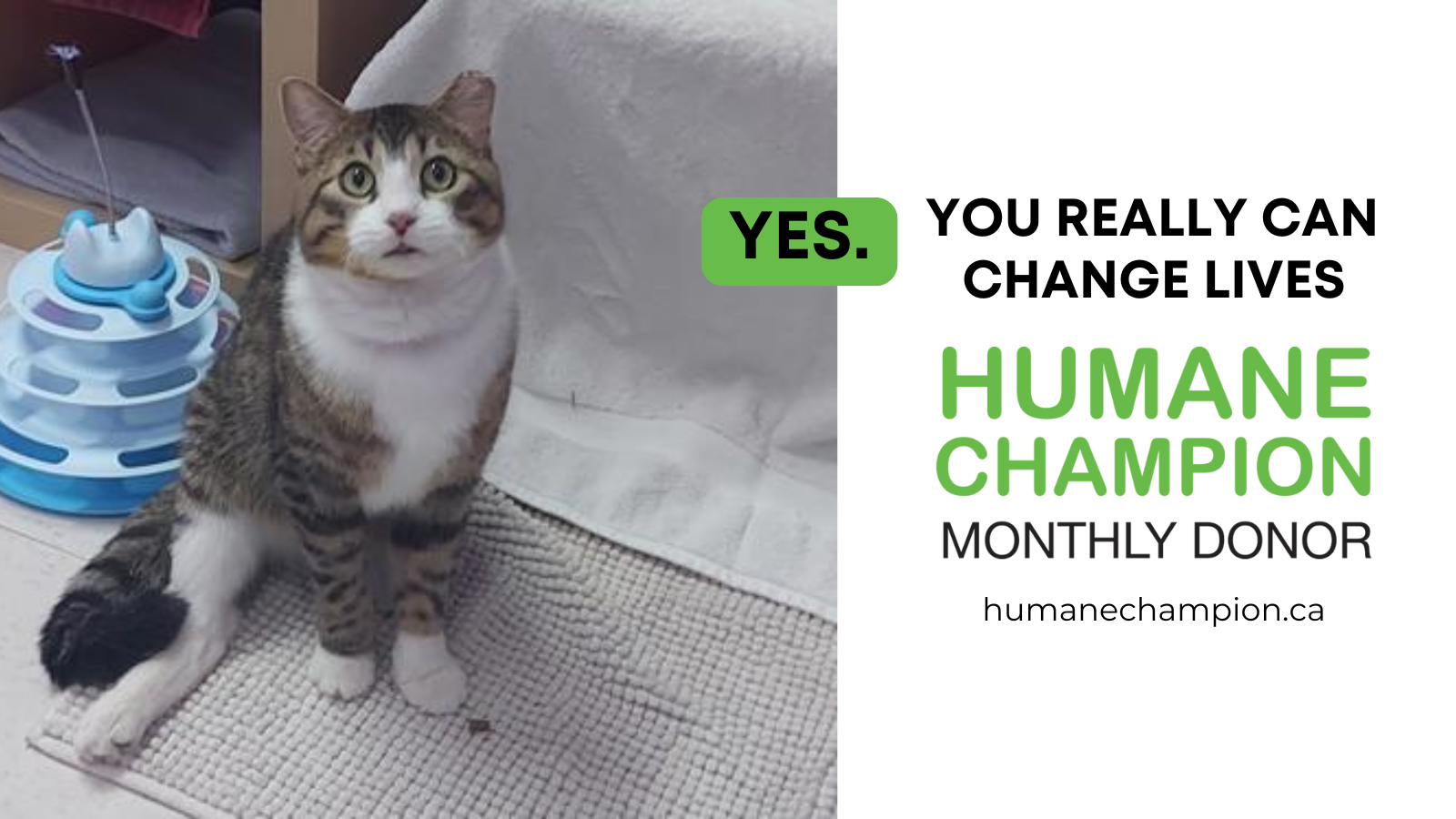 Cat Jelly our Humane Champion Story
