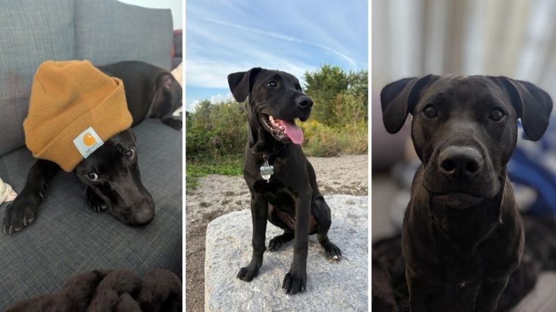 Tully, Dog adopted from Toronto Humane Society