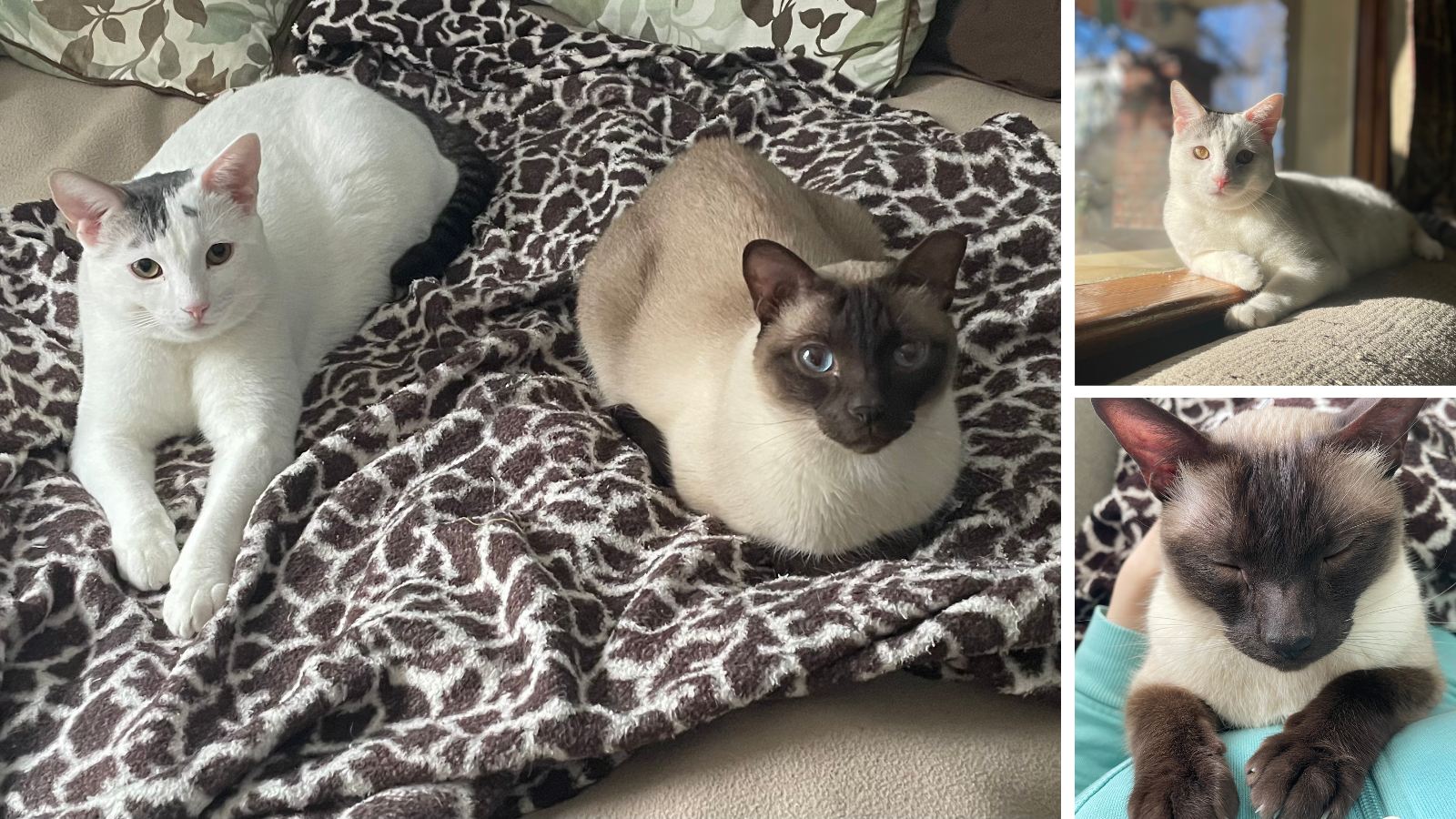 Cats Calypso and Roy, adopted from Toronto Humane Society