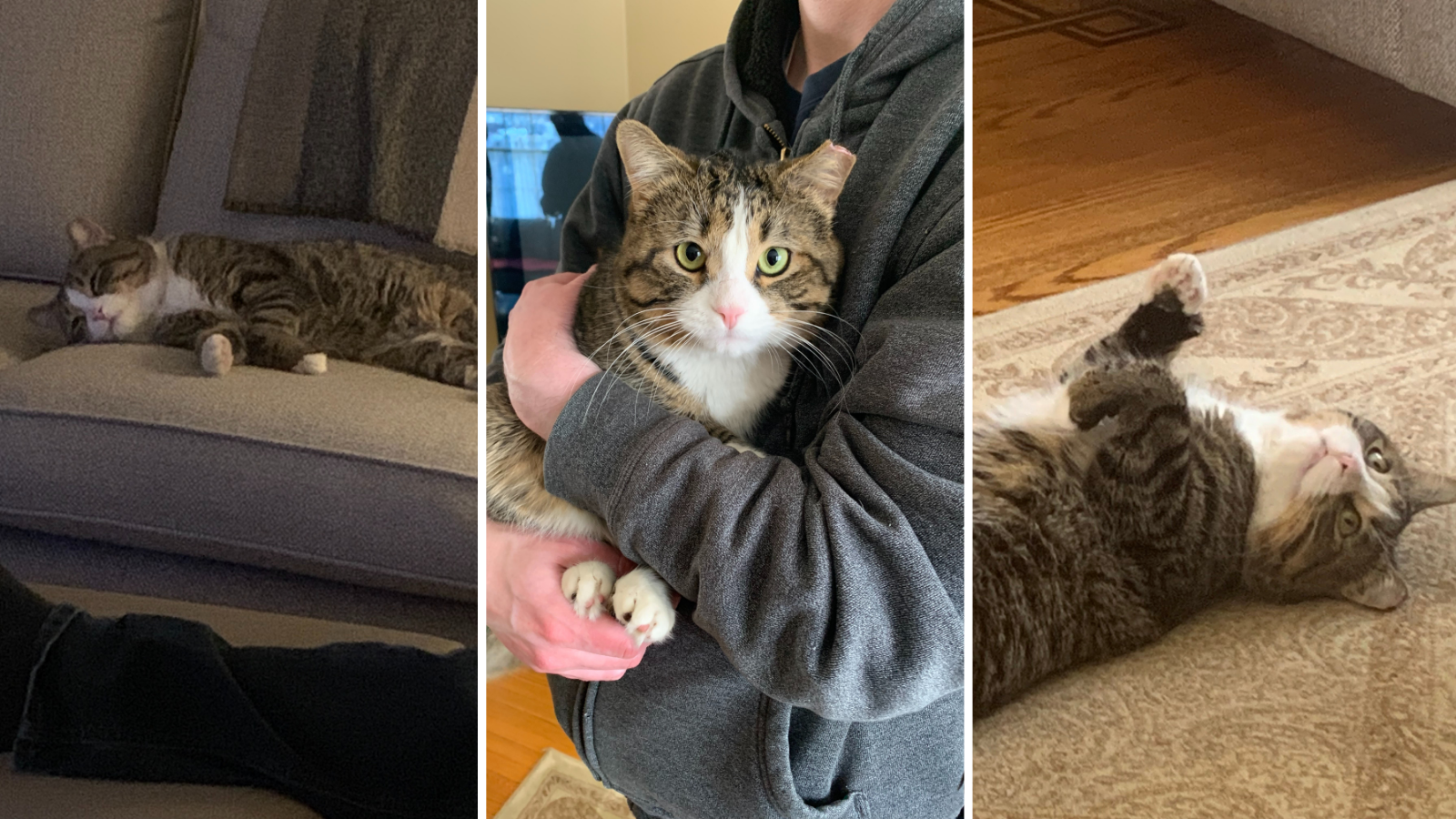 Luigi cat, adopted from Toronto Humane Society