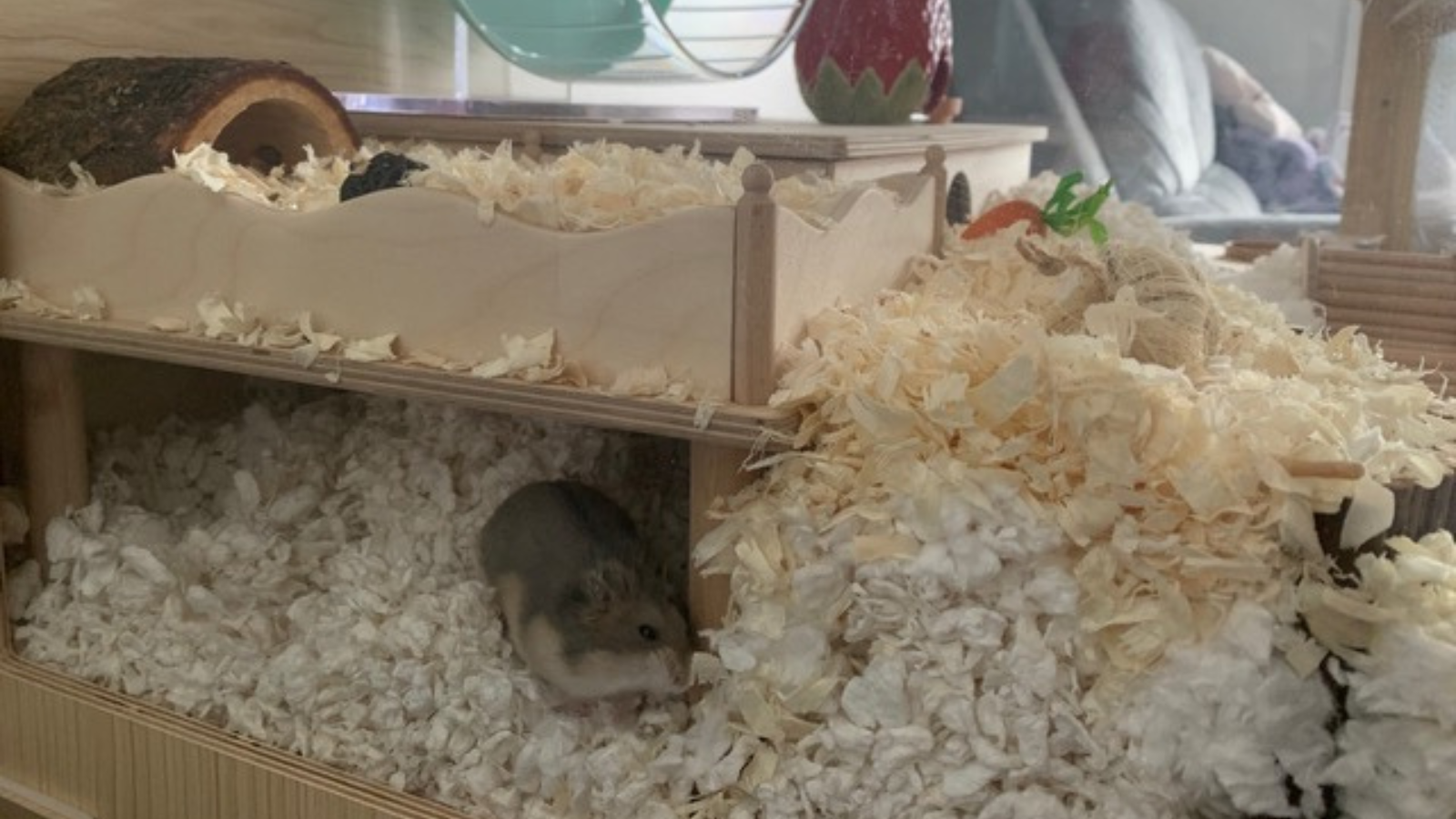 hamster poptart, adopted from Toronto Humane Society