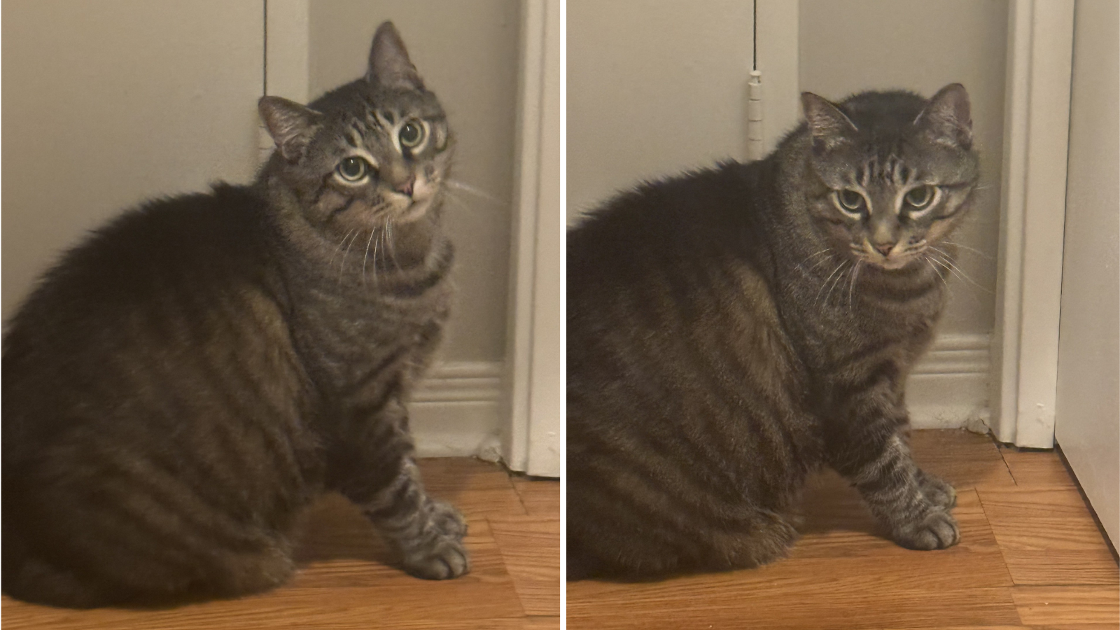 Cat Shadow adopted from Toronto Humane Society