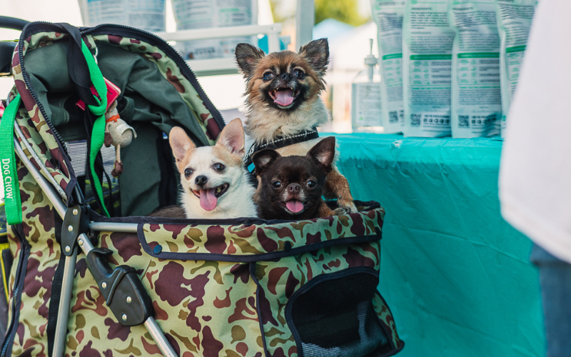 Paws in the Park -Toronto Humane Society