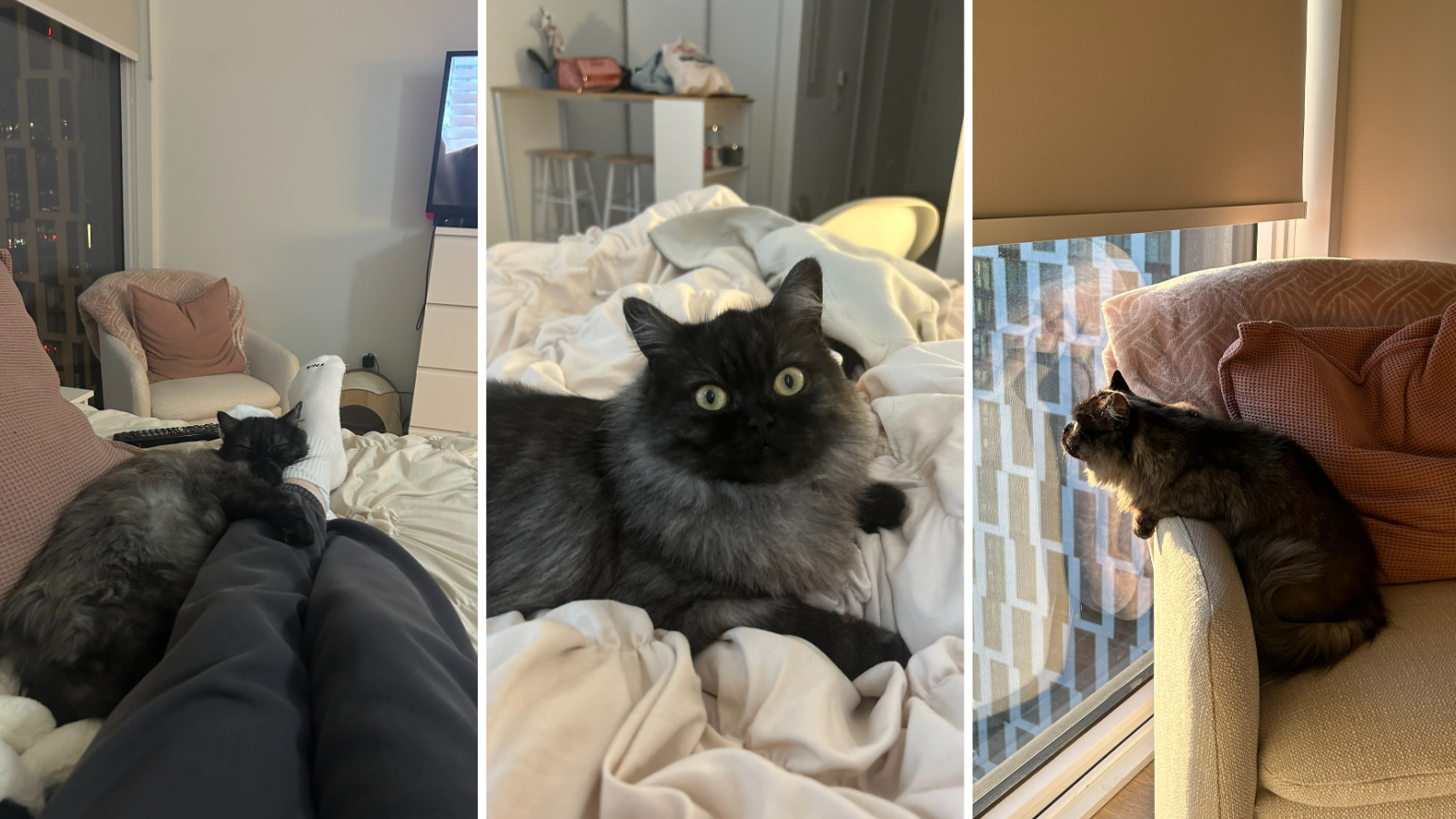 Cat adopted from Toronto Humane Society