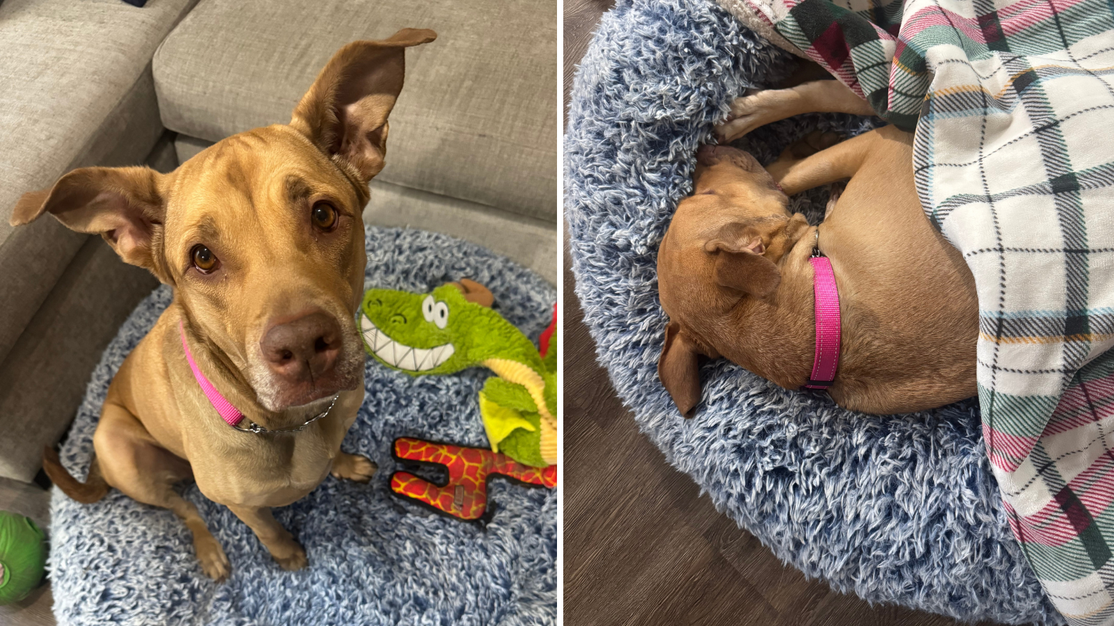 Dog adopted from Toronto Humane Society