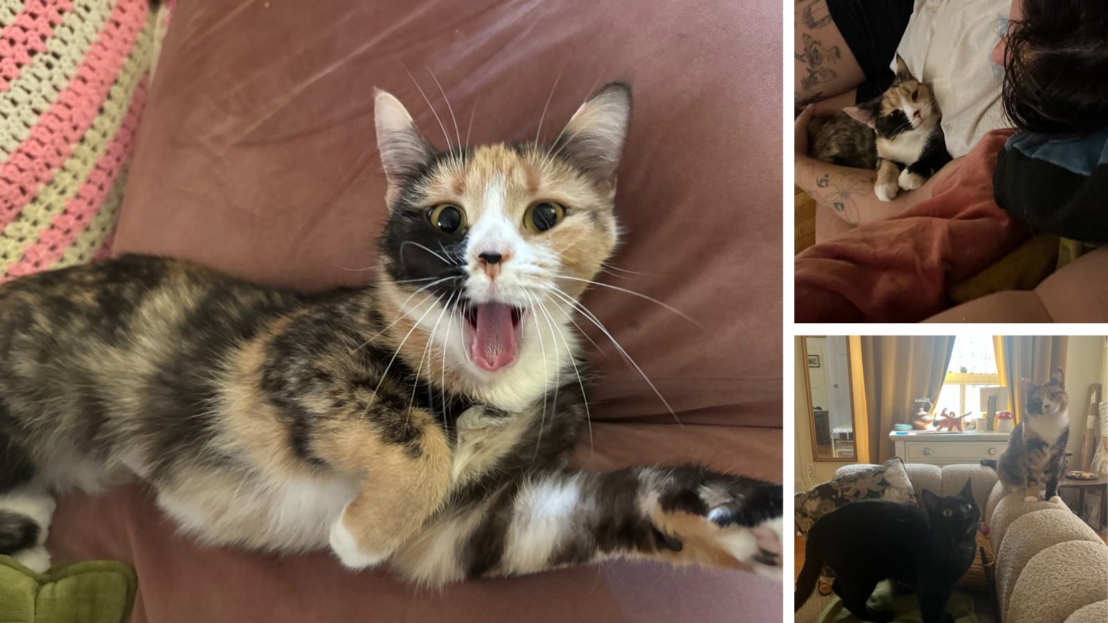 Cat adopted from Toronto Humane Society