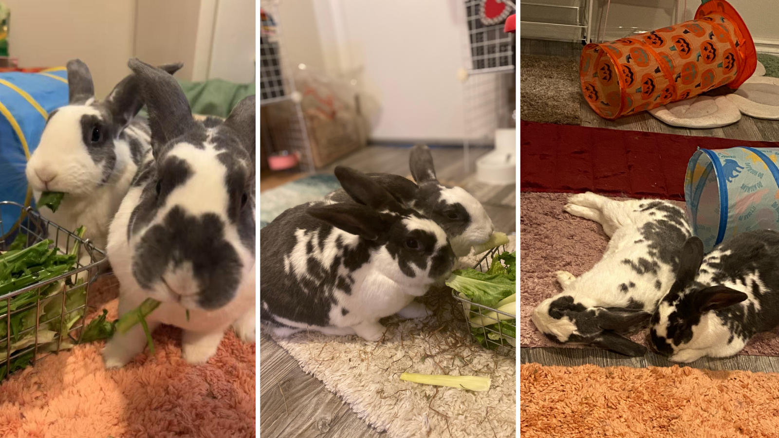 Rabbits, adopted from Toronto Humane Society
