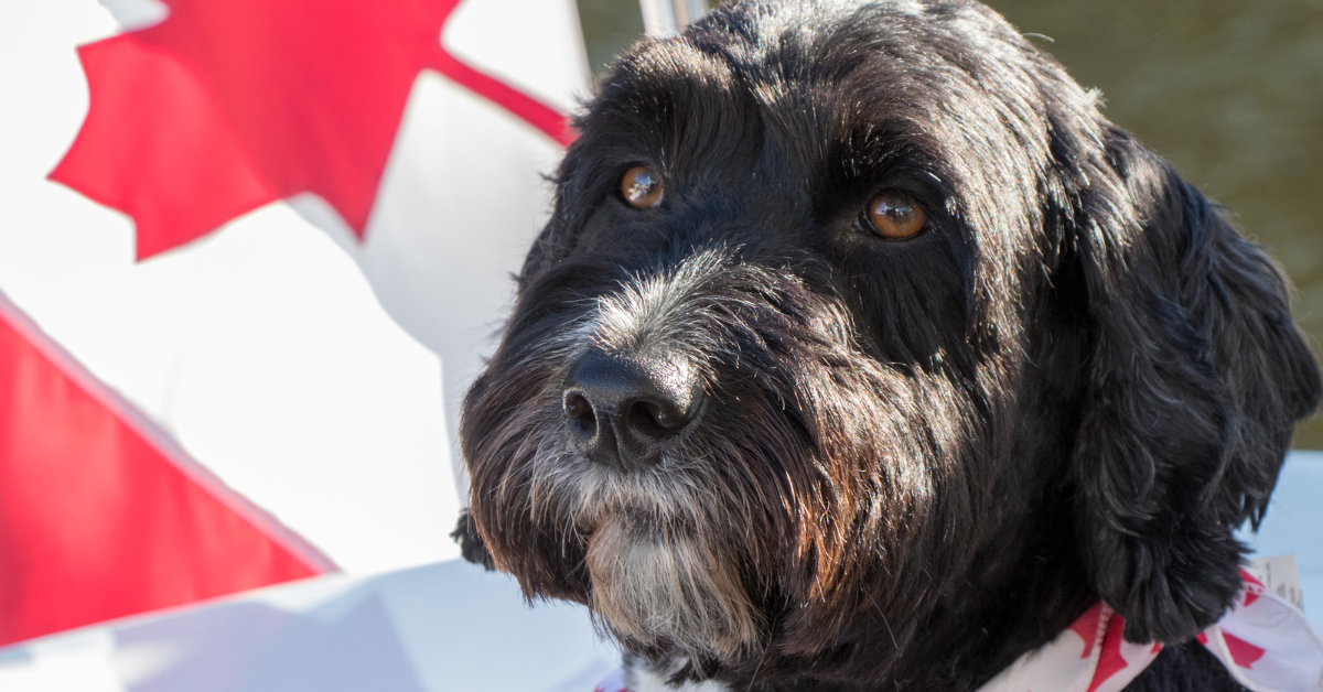 Canada Day dog and canada flag