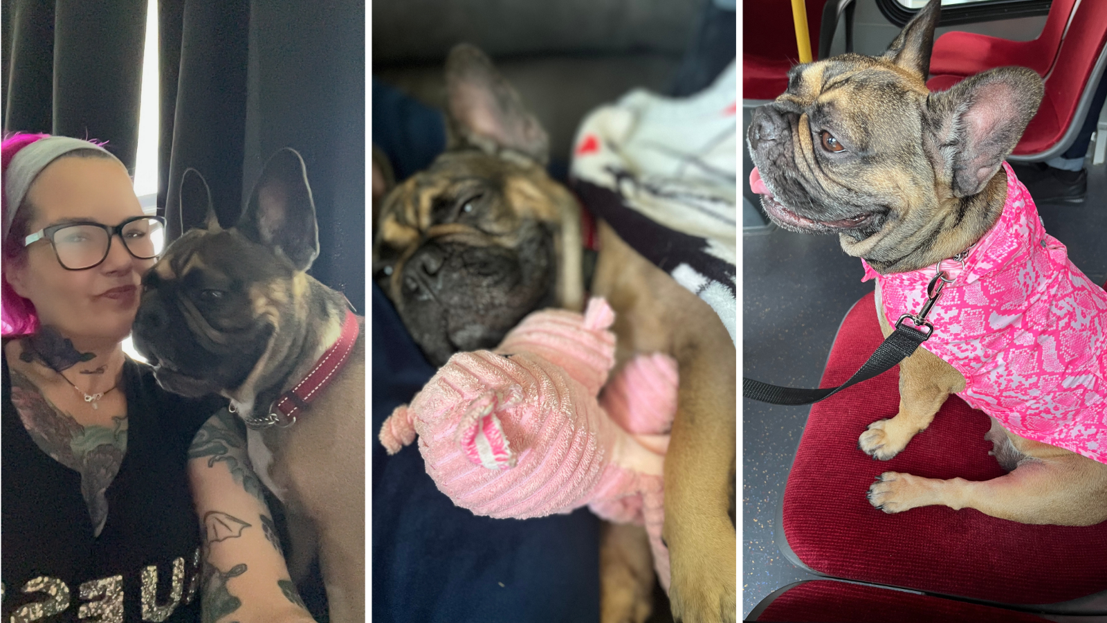 Dog adopted from Toronto Humane Society