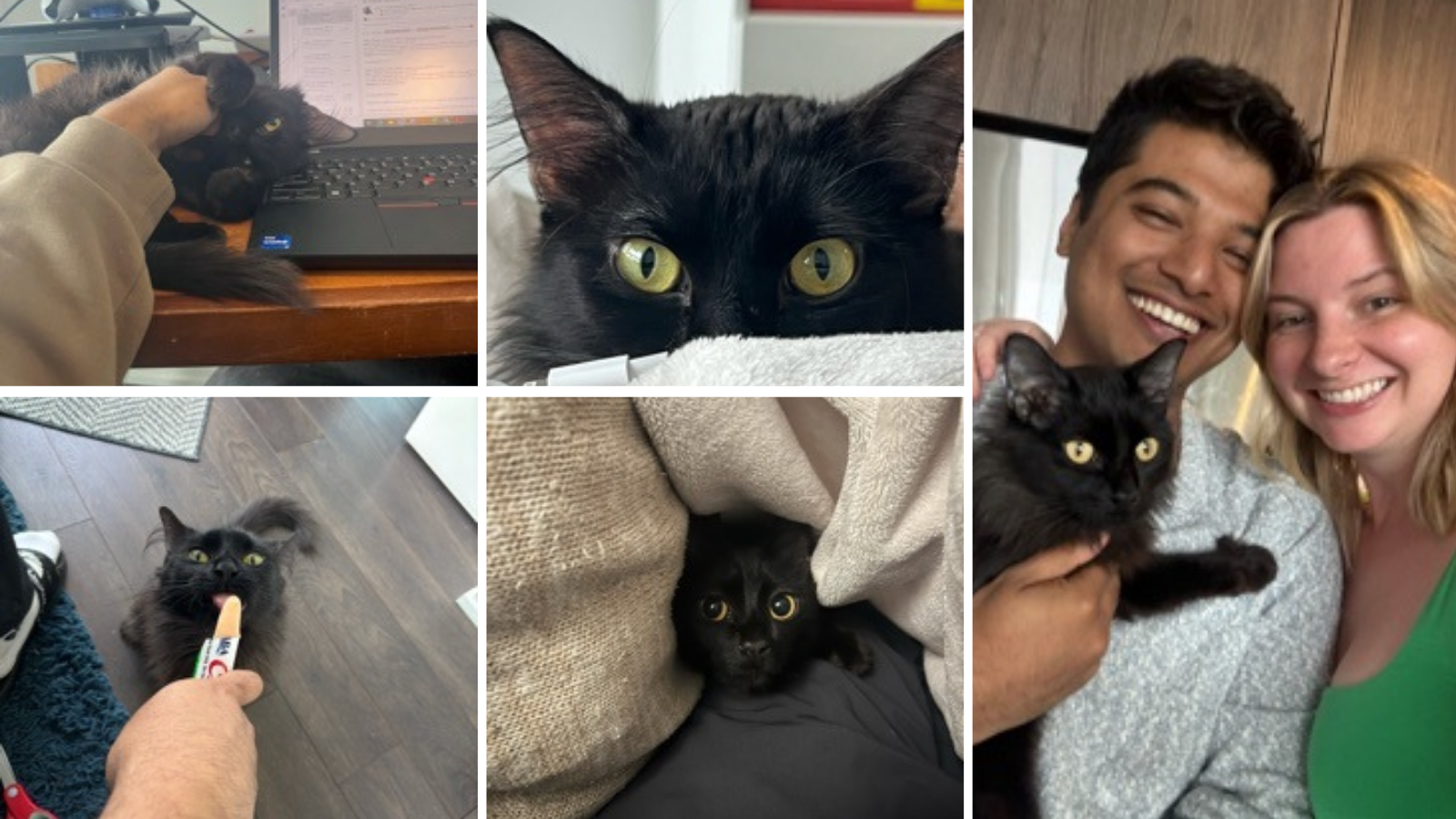 Cat adopted from Toronto Humane Society