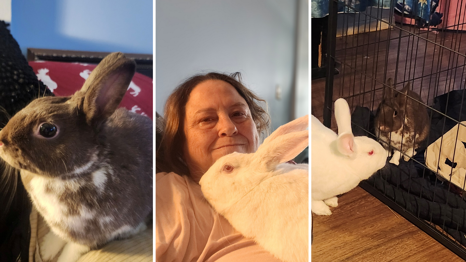 bunny adopted from Toronto Humane Society