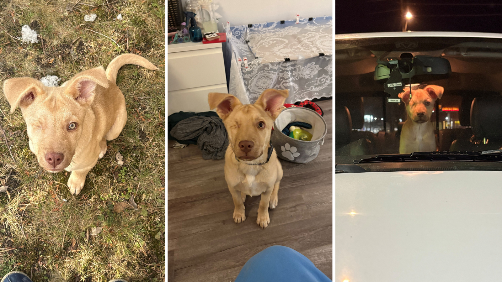 Dog adopted from Toronto Humane Society