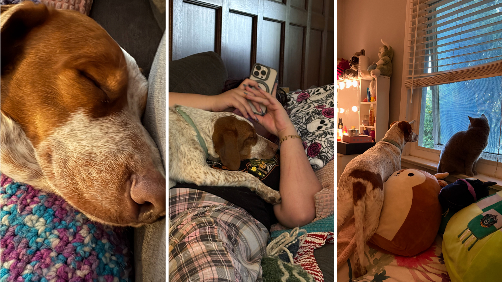 Dog adopted from Toronto Humane Society