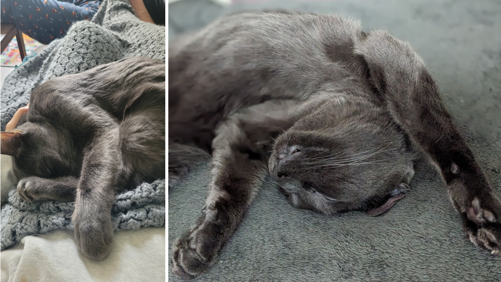 Cat adopted from Toronto Humane Society