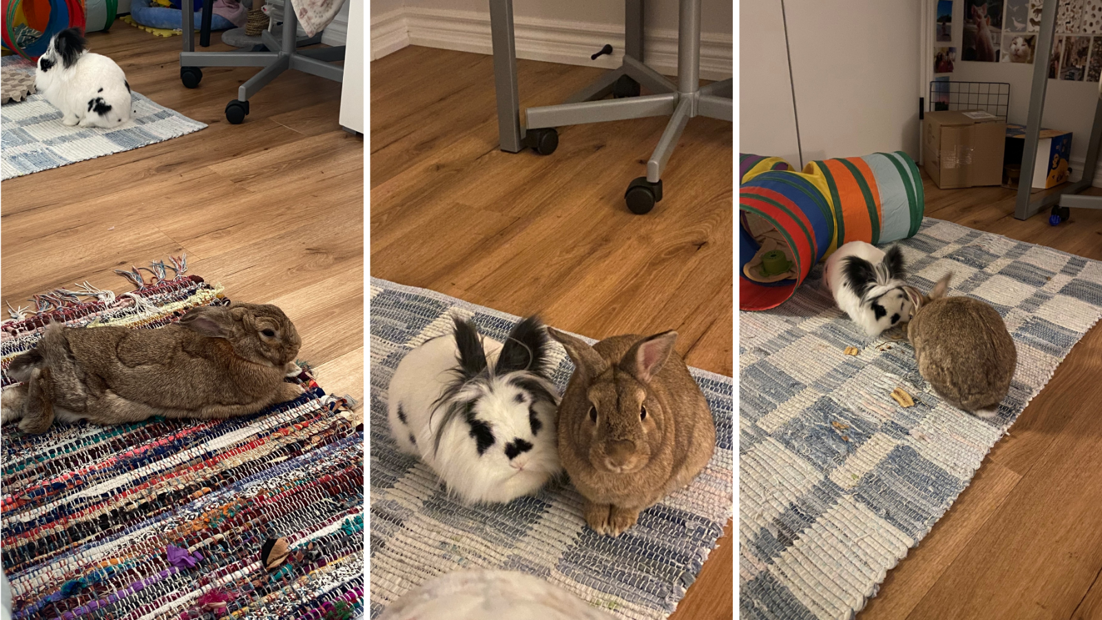 Rabbit adopted from Toronto Humane Society