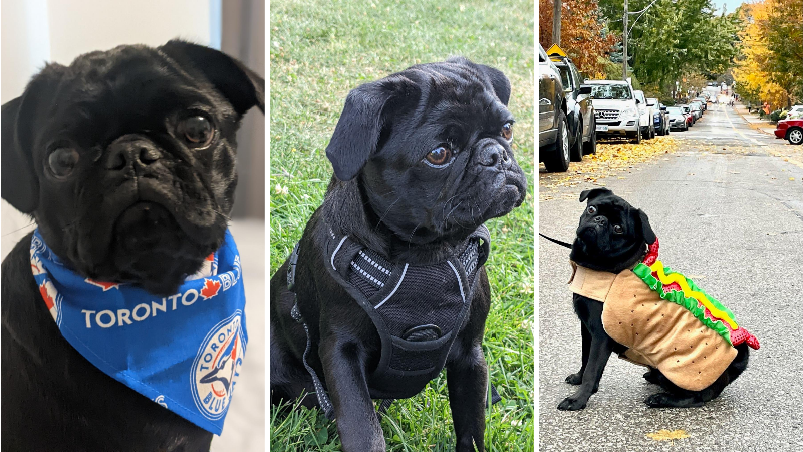 Dog adopted from Toronto Humane Society