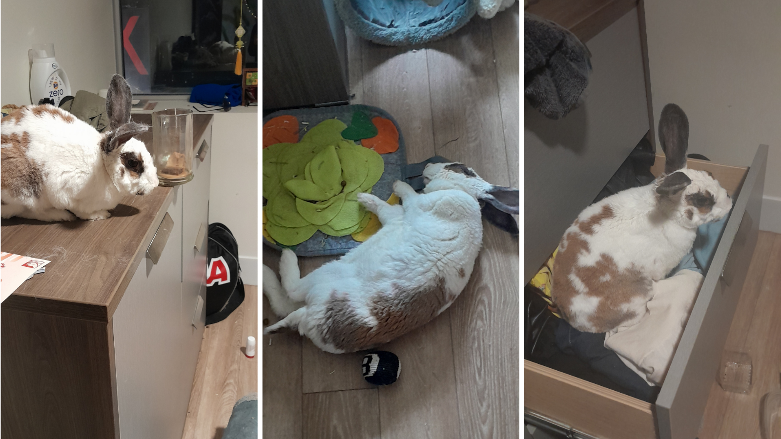 Rabbit adopted from Toronto Humane Society