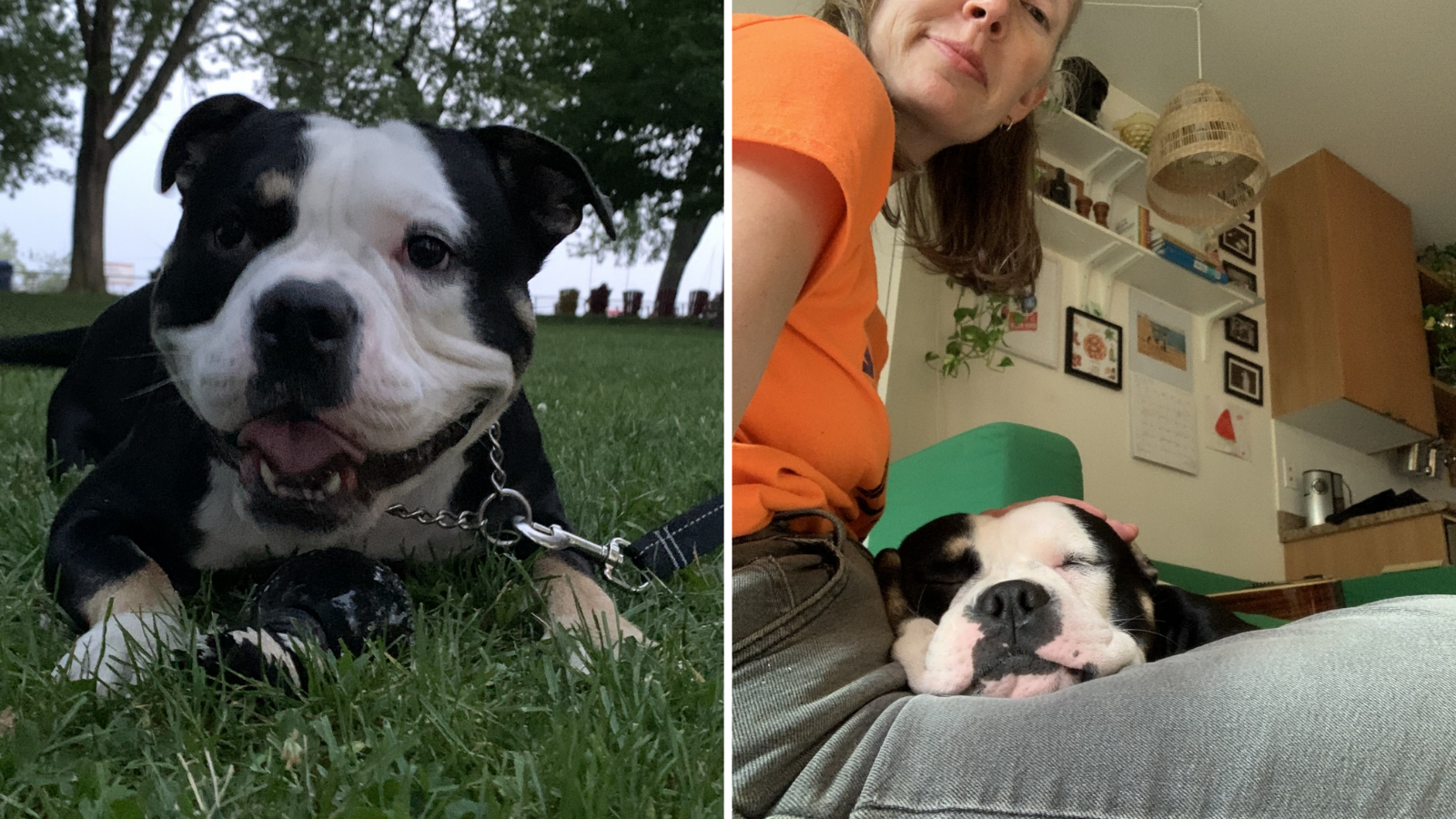 Dog adopted from Toronto Humane Society