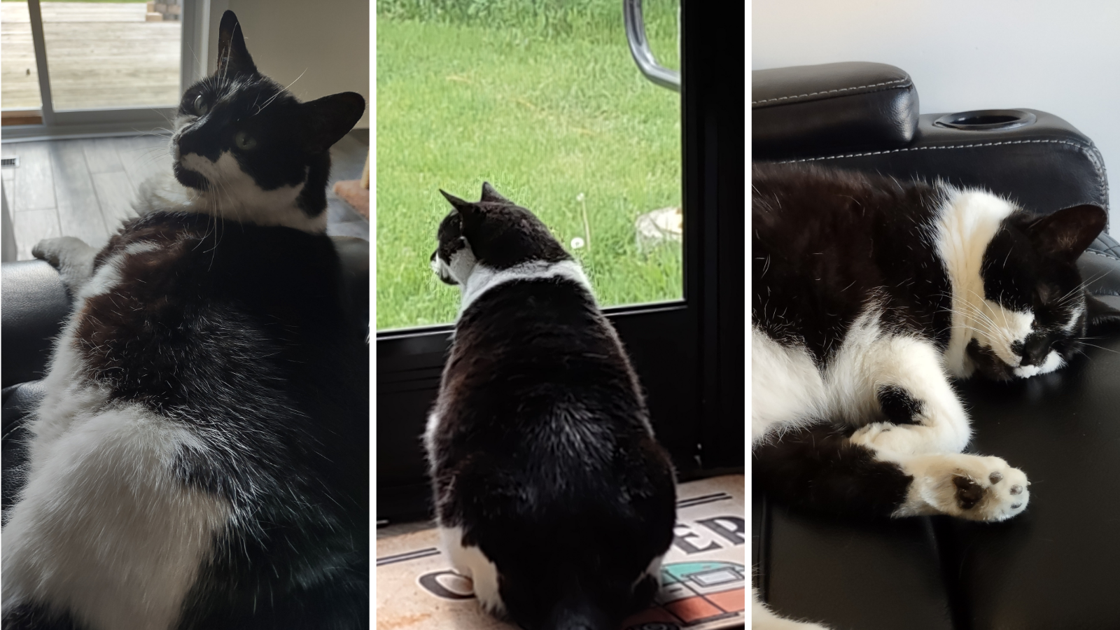 Cat adopted from Toronto Humane Society