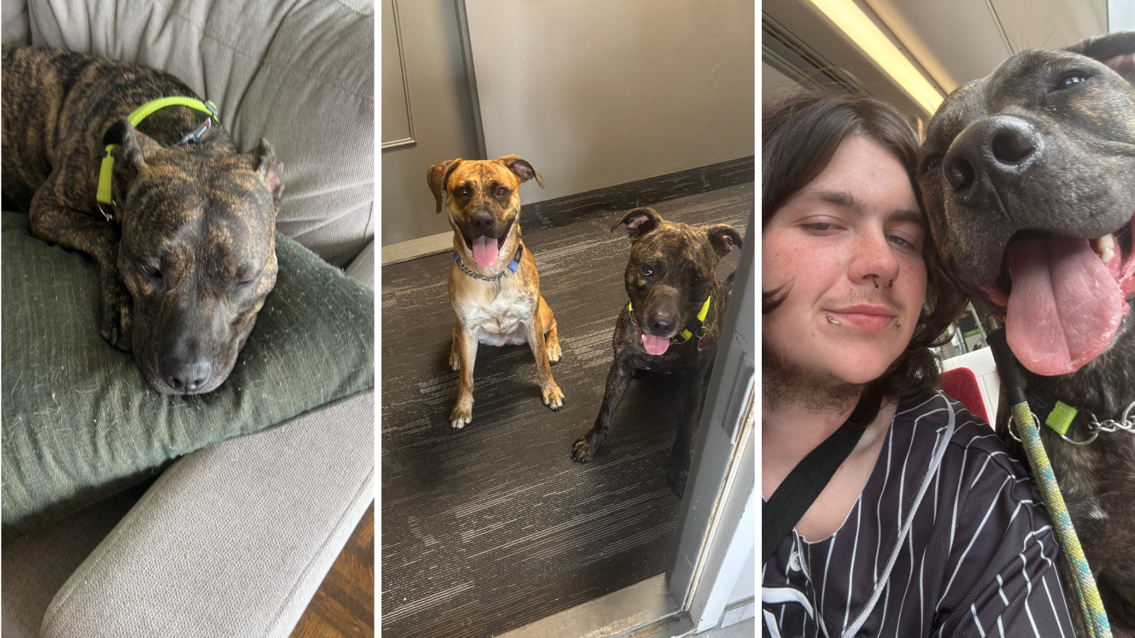Dog adopted from Toronto Humane Society