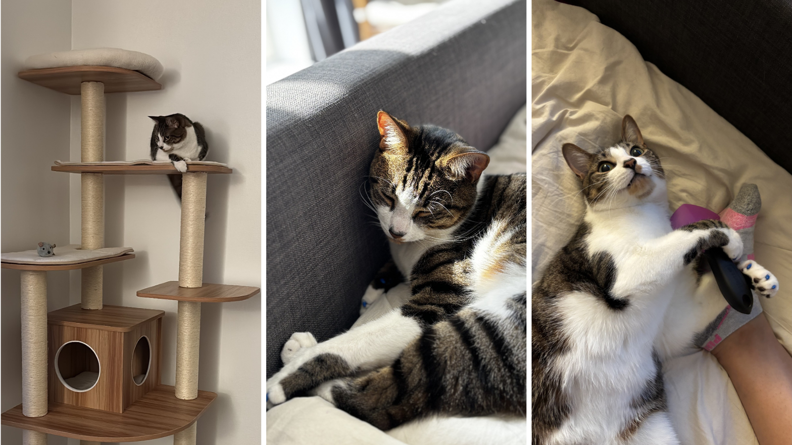 Cat adopted from Toronto Humane Society