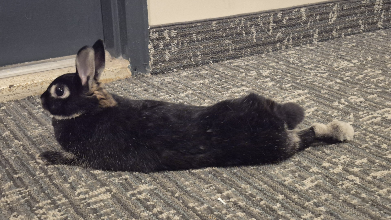 Rabbit adopted from Toronto Humane Society