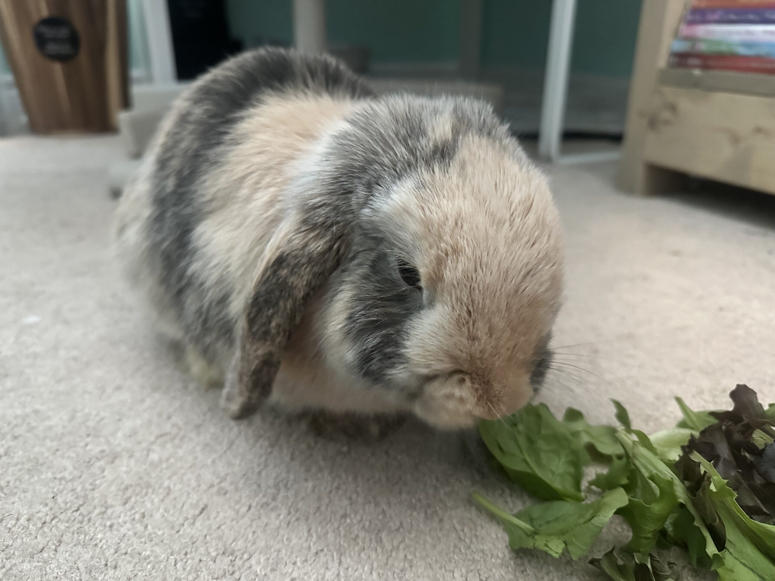 Rabbit adopted from Toronto Humane Society