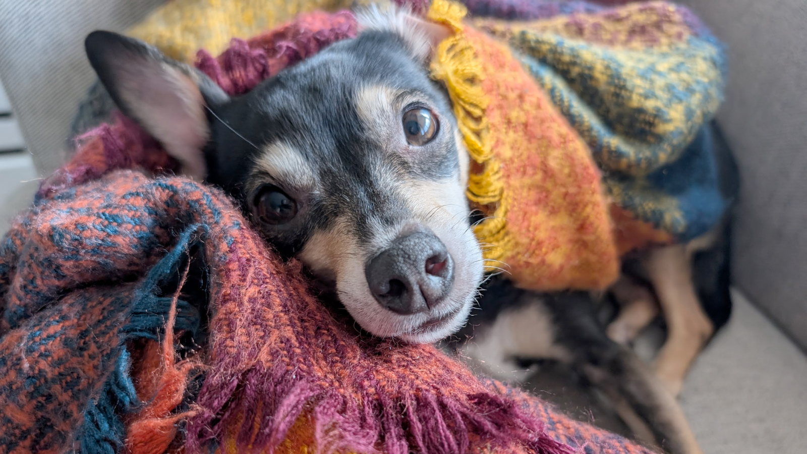Dog adopted from Toronto Humane Society