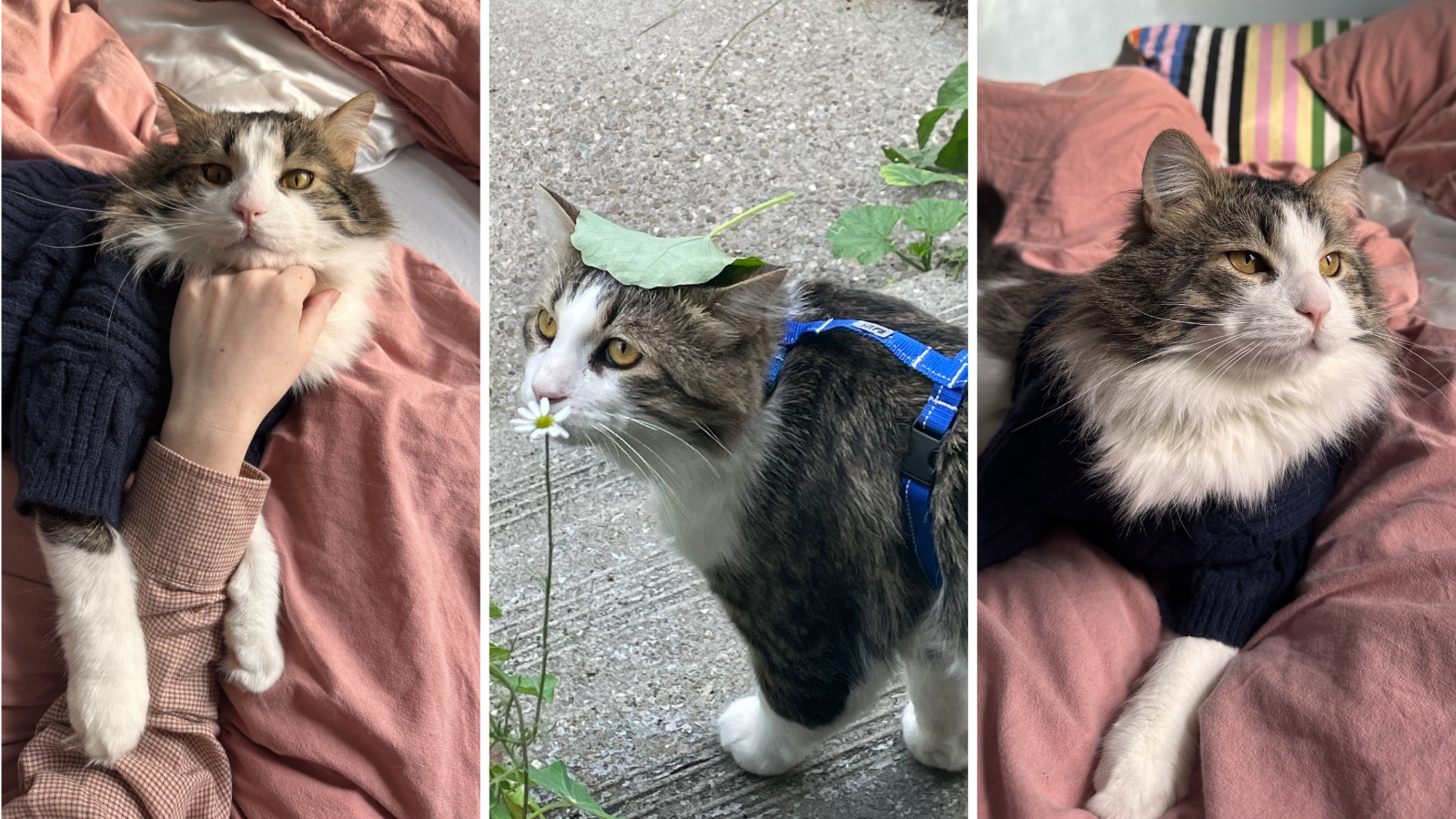 Cat adopted from Toronto Humane Society