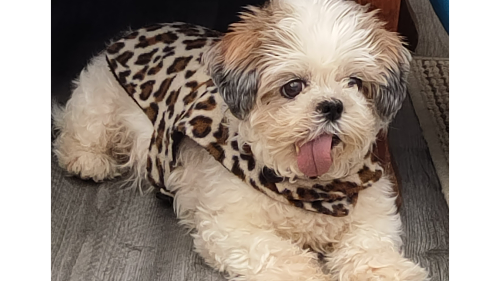 Dog adopted from Toronto Humane Society